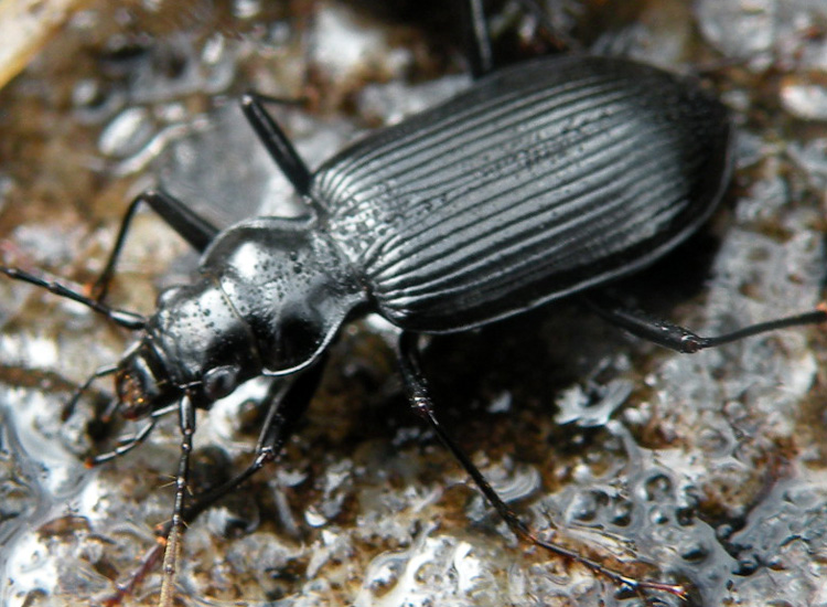 Bestie nere: Abax, Nebria, Platynus, Anoplotrupes